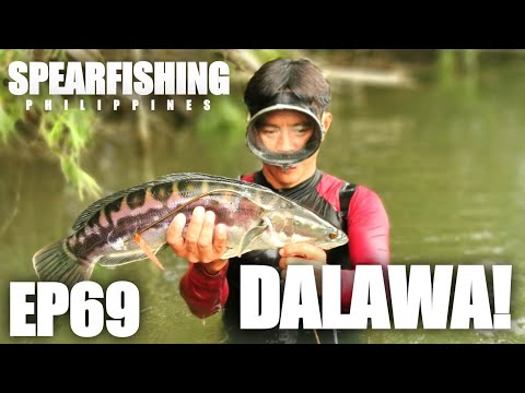 Fishing Philippines : EP69 - 2 MAMAW HULI! #spearfishing #spearfishingcatchandcook #buhayilog