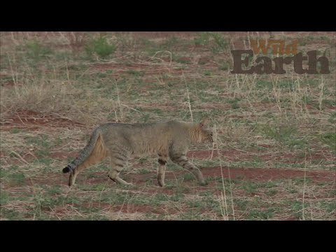 African Wild Cat