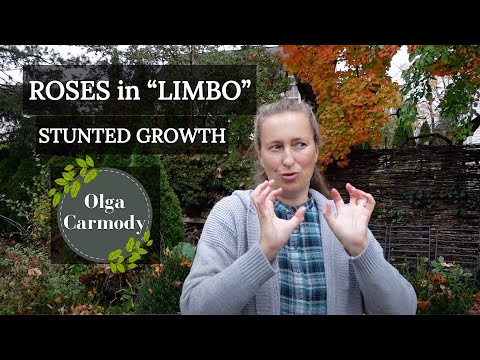 The Mystery of ROSE stunted growth: How to solve it NOW.