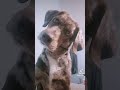 Sounds That Will Make Your Dog Tilt Their Head 100 GUARANTEED Funny Dogs Squeaky Toy