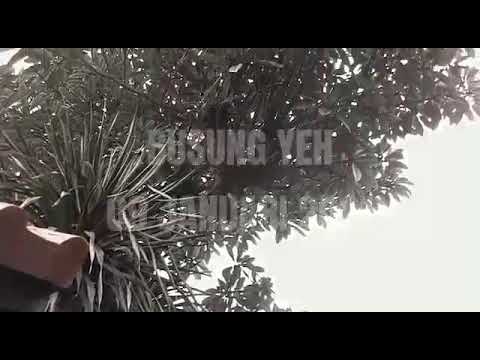 PERSIAPAN TUMPEK WAYANG PIODALAN SESUUNAN IDA RATU MAYUN PANJI LANDUNG RING PURA MUNCUK TIRTA