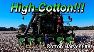11/5/21:  High Cotton!!