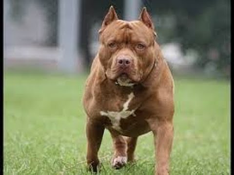Are Pitbulls Dangerous or Adorable | YT Wonders