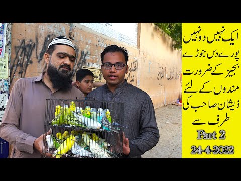 Lalukhet Birds Markets 24-4-2022 Karachi (Part 2) | Unique and Rare Birds and Parrots