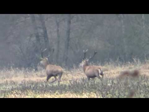 Driven hunt/wildboar 2015 16