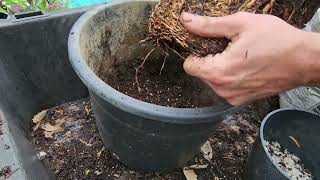 Repotting Palm Trees
