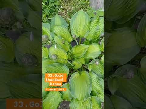 33.Gold Standard hosta. #GoldStandardhosta #goldstandart