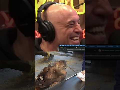 Monkeys React To Magic Tricks