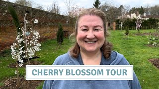Cherry Blossom Tour, Planting Shrubs, Garden Tidy, Seedling Update// Cottoverdi