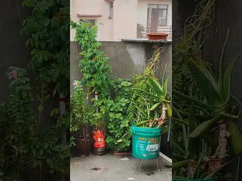 🌧️🌧️😊#reetikacreation #youtubeshorts #rainyday