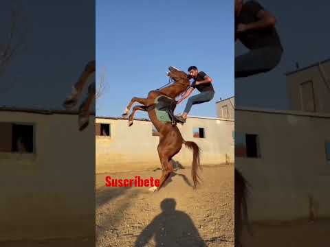 cómo montar caballo #caballos #hours #genial