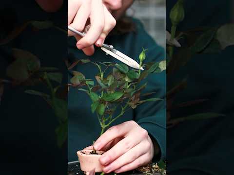 Making Bonsai from a Rose Bush