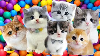 Download lagu ANAK KUCING MEONG MEONG‼️ KUCING TELON PUTIH LUCU‼️KUCINGKU 3 KUCING MENGEONG #kucinglucu mp3 Download lagu ANAK KUCING MEONG MEONG‼️ KUCING TELON PUTIH LUCU‼️KUCINGKU 3 KUCING MENGEONG #kucinglucu mp3