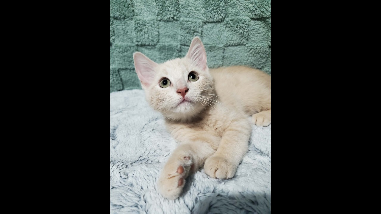 Enlarge Indy, a Adoptable Domestic Short Hair in Marseilles, IL video 2/2