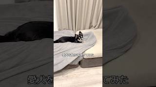 犬、散歩に行くか。  #犬との暮らし #chihuahua #dog