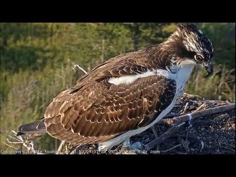 ~Barnegat Light Osprey - KOLACJA MŁODYCH RYBOŁOWÓW ~08/09/2020