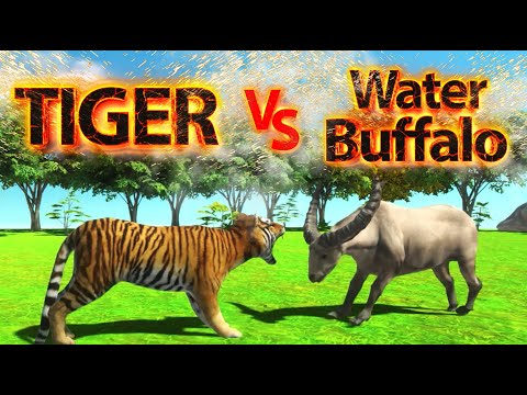TIGER Vs Cape Water Buffalo ! ARBS