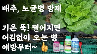 배추 노균병 완전정복 