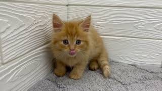 ミヌエットの動画01