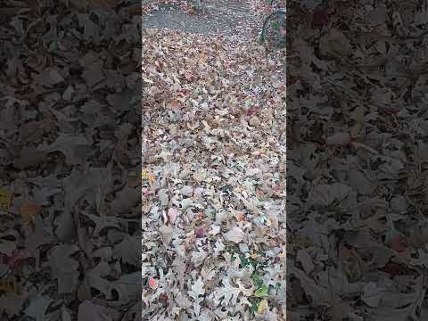 Maisie is a Sly fan... especially in the season of crunchy paw pads.