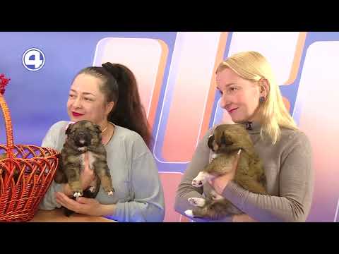 Щеночки ищут дом | Фонд «ЗООзащита»