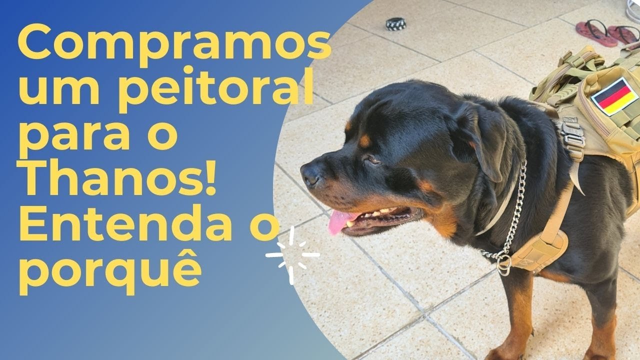 Por que compramos peitoral para nosso rottweiler
