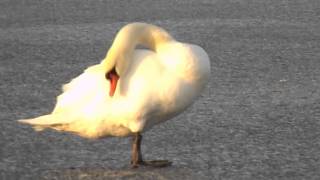 preview picture of video 'A swan is cleaning  its feathers'