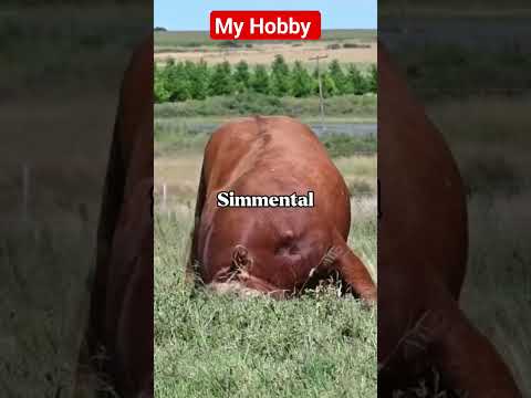 Simmental #bull #buqa #mol #simmental #bulls #novvos #bike