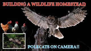Building A Wildlife Homestead Update – Chickens Have Arrived - Polecats on Camera
