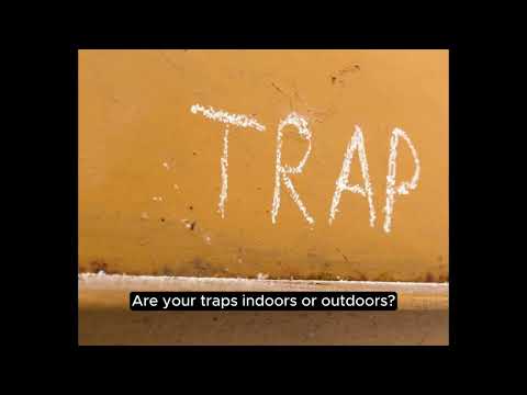 Unlock the Secret: Choosing the Best Bait for Mouse Traps | Effective Rodent Control Tips