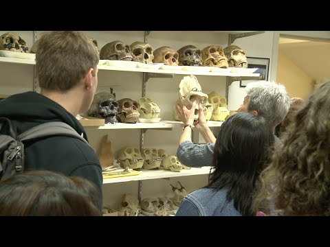 A Monumental Cabinet of Curiosities