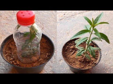 , title : 'طريقة زراعة اللوز من البذور🌱 ... How to grow almonds from seeds🌳'