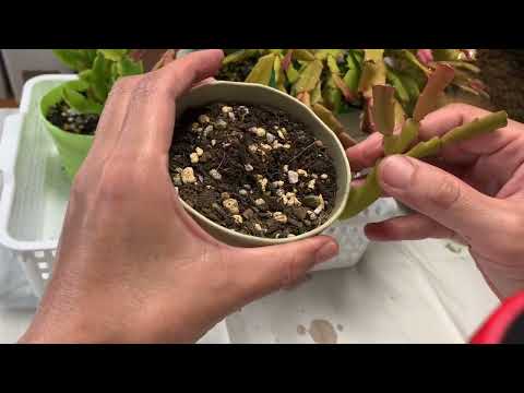 園芸 切り詰められたシャコバ、クリスマスサボテン