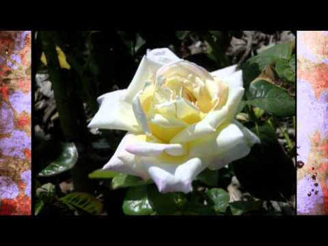 download lagu mp3 mp4 Rose Bush Oklahoma, download lagu Rose Bush Oklahoma gratis, unduh video klip Rose Bush Oklahoma