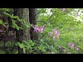 Morning walk at Moss Lake in the spring with dog, birdsong, spring blossoms.