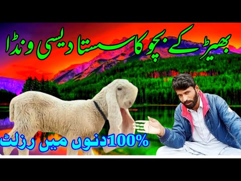 How to fatten Kajle sheep Kids Baby? sheep feed for weight gain