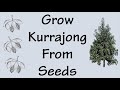 How To Propagate Kurrajong Tree From Seeds (Bottle Tree)