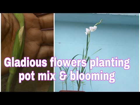 Gladious flower  planting (repotting) Blooming