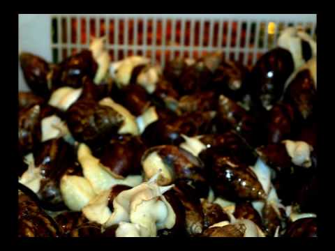 download lagu mp3 mp4 Kettle Chips Competition, download lagu Kettle Chips Competition gratis, unduh video klip Kettle Chips Competition