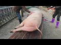Pig Slaughter - Killing pigs with this method, one person is enough #2