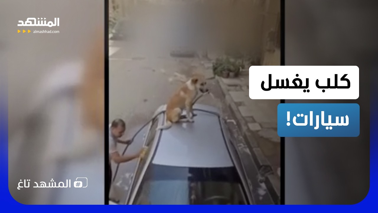 كلب يمسك الخرطوم ويغسل سيارة صاحبه ببراعة!   – المشهد تاغ