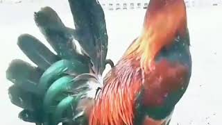 Download lagu Ayam jagoku mp3 Download lagu Ayam jagoku mp3