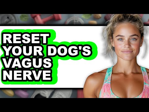 How to Reset Your Dog's Vagus Nerve - Updated Guide