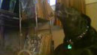 Lily dog sings Os Mutantes- Dom Quixote