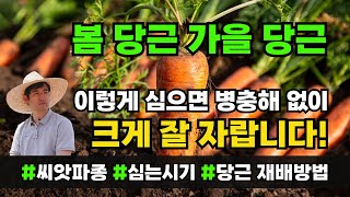 봄당근 파종시기 가을당근 심는시기 재배방법 전부 알려드립니다!