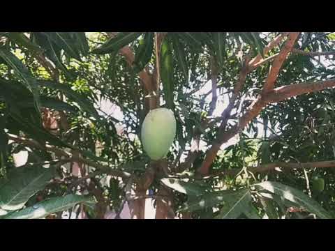 કેસર આંબા કલમ