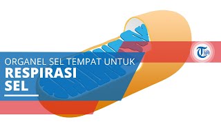 Mitokondria, Organel Sel yang Berfungsi sebagai Tempat Berlangsungnya Fungsi Respirasi Sel