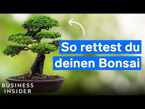 Bonsai expert reveals: These tricks will help your bonsai grow faster and stay healthy.