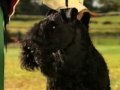 Kerry Blue Terrier - Kerry Blue Terrier part 2