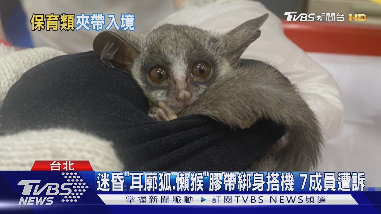 走私保育動物餵安眠藥 「膠帶綁人體」闖關